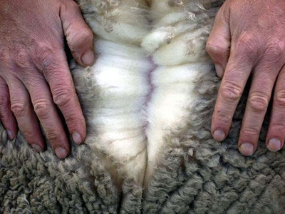 Hands Resting on Wool